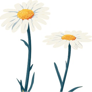 雏菊透明背景插画