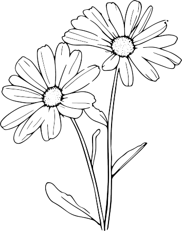 线条植物雏菊插图