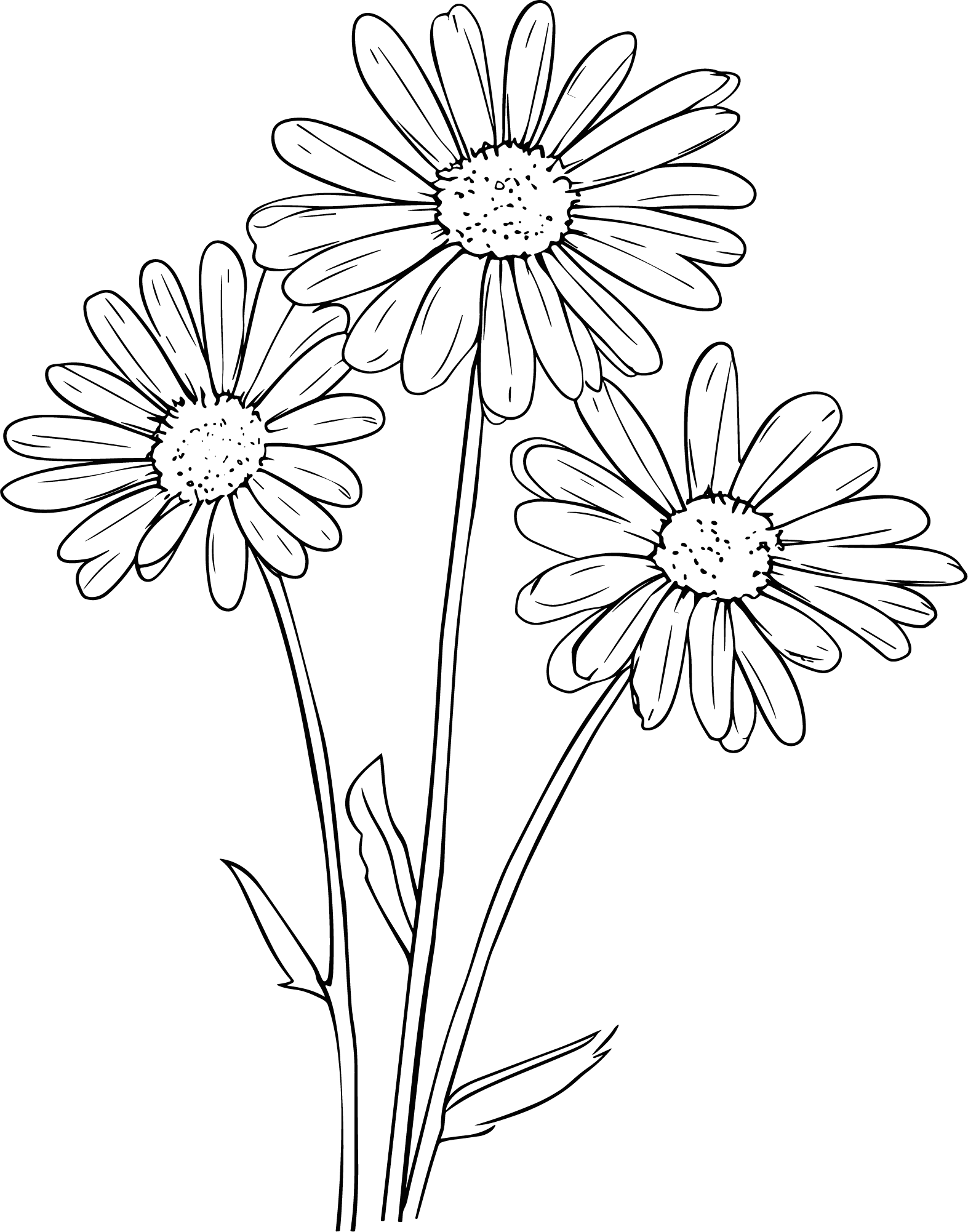 线条植物雏菊素材