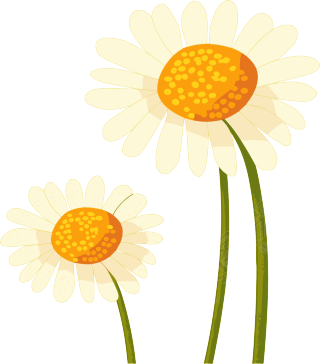 雏菊花瓣插画
