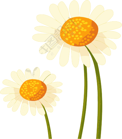 雏菊花瓣插画