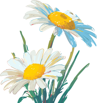 雏菊唯美插画