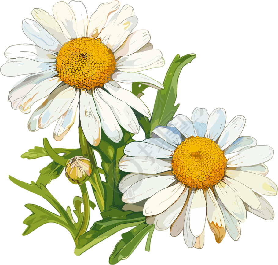 雏菊插画素材