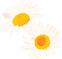 雏菊花朵素材