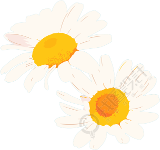 雏菊花朵素材
