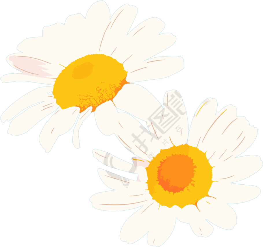 雏菊花朵素材