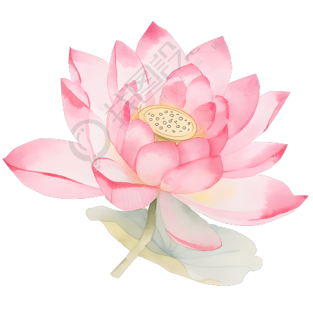 粉色莲花水彩风插画