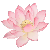 夏天粉色莲花唯美插图