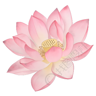 夏天粉色莲花唯美插图