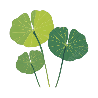 夏天荷叶简洁插画