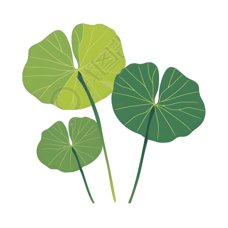 夏天荷叶简洁插画