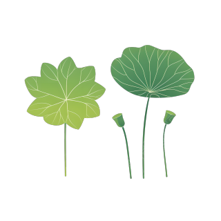 渐变荷叶创意插图