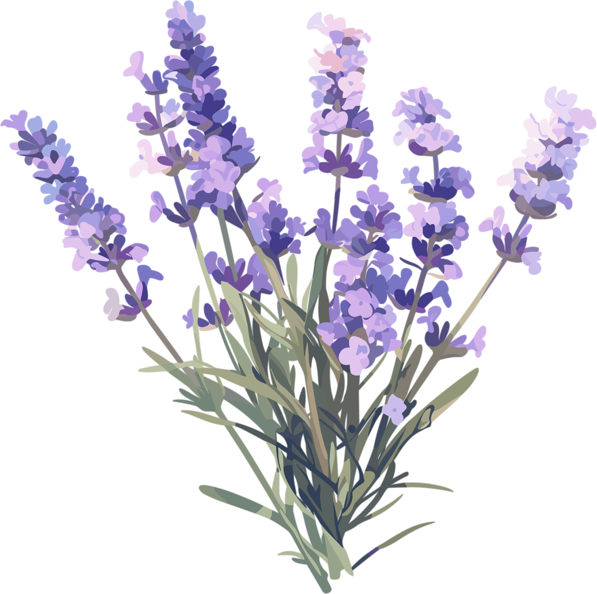 薰衣草可商用插画