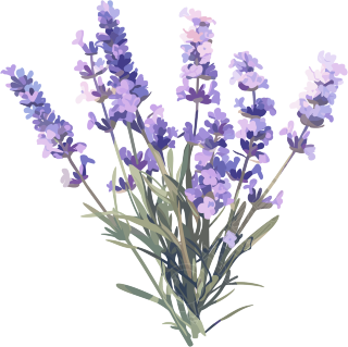 薰衣草可商用插画