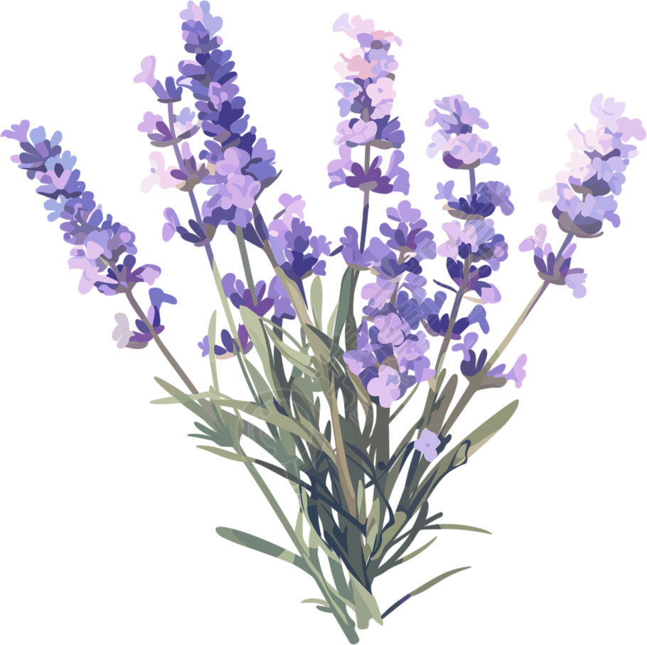 薰衣草可商用插画