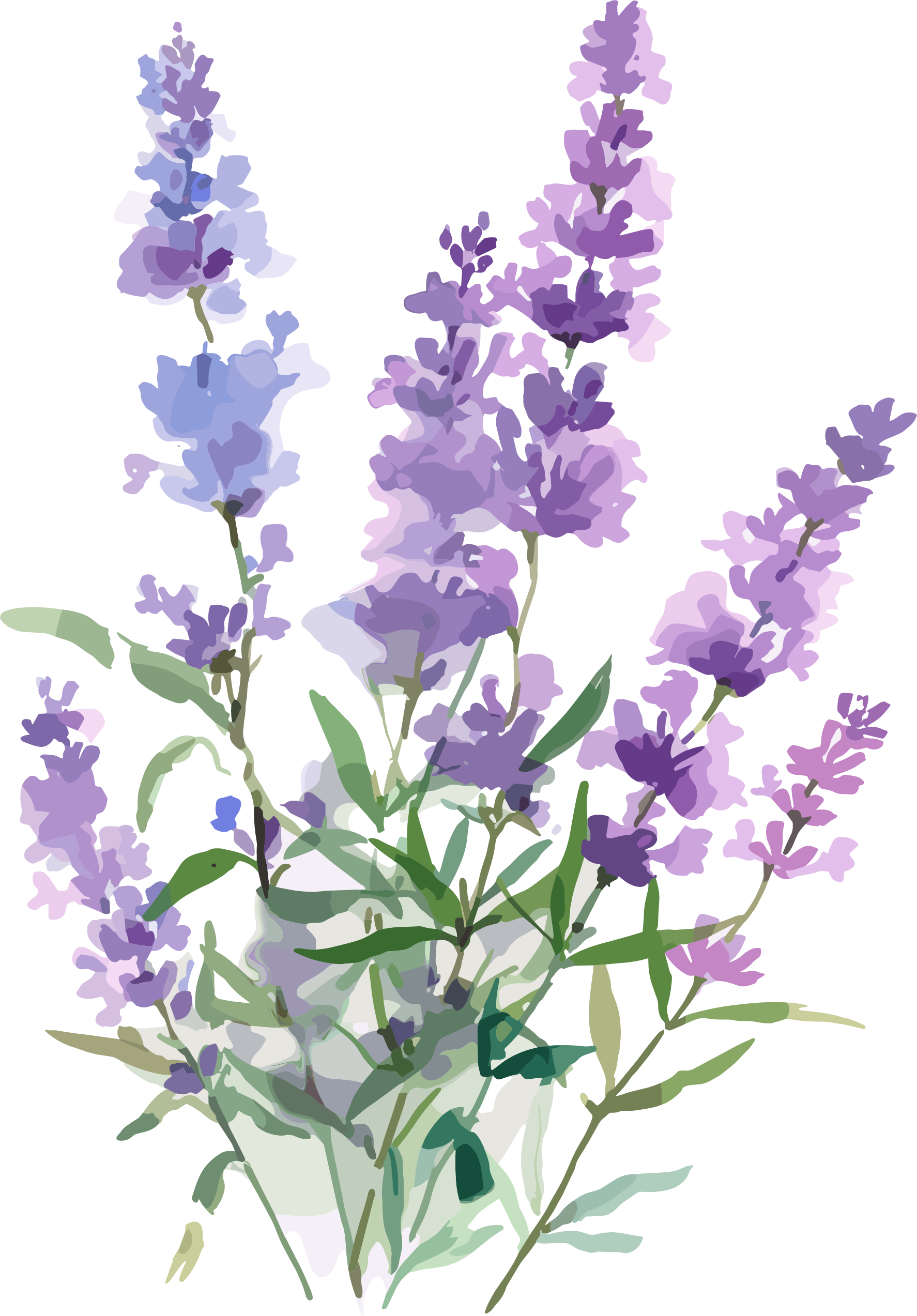 薰衣草水彩风插画