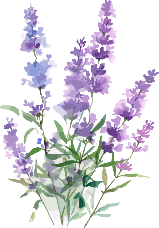 薰衣草水彩风插画