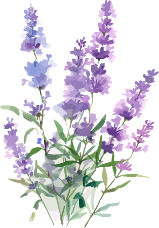 薰衣草水彩风插画