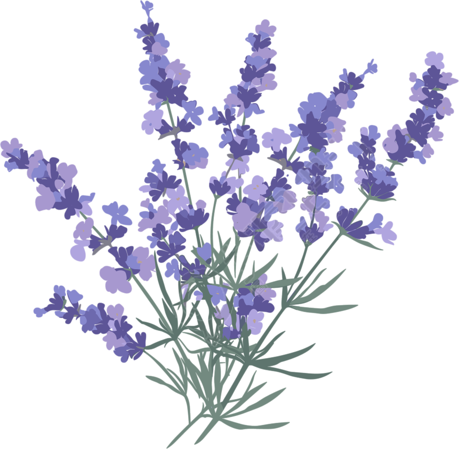 薰衣草水彩插图
