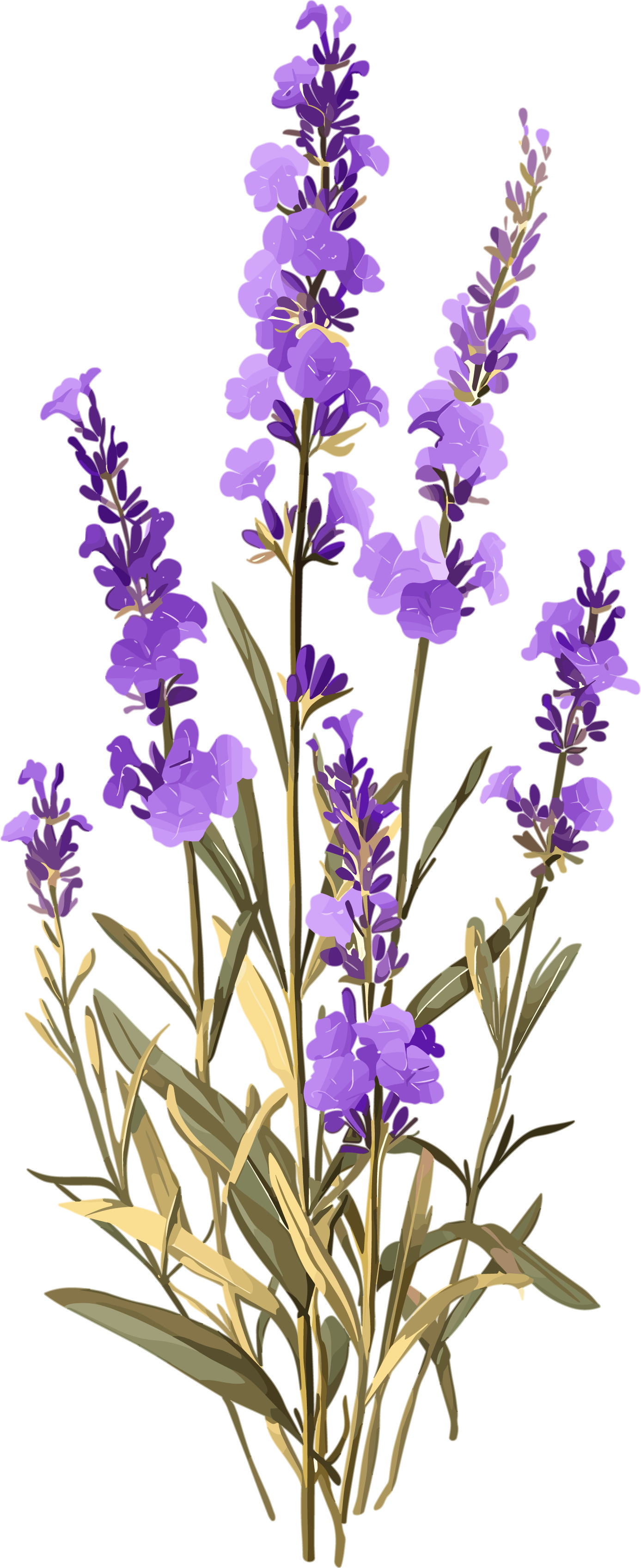 薰衣草透明背景素材