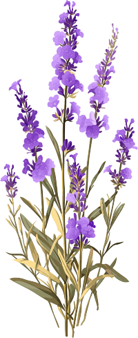 薰衣草透明背景素材