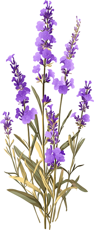 薰衣草透明背景素材