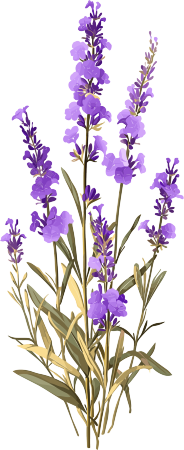 薰衣草透明背景素材