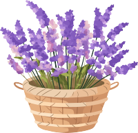 薰衣草清新插画