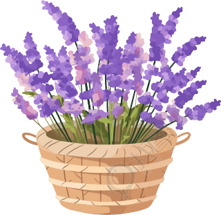 薰衣草清新插画