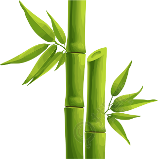 竹子透明背景素材