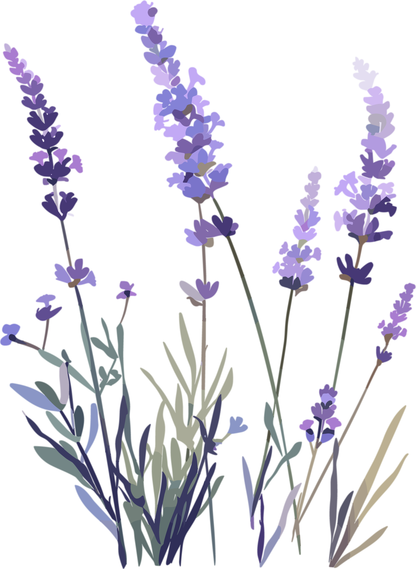 薰衣草矢量素材