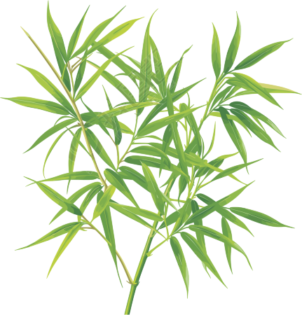 竹叶透明背景插画