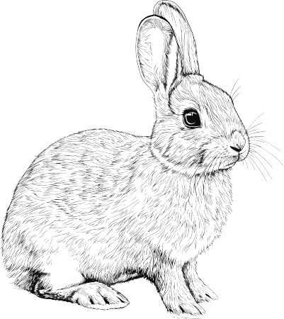 小白兔素描插画素材