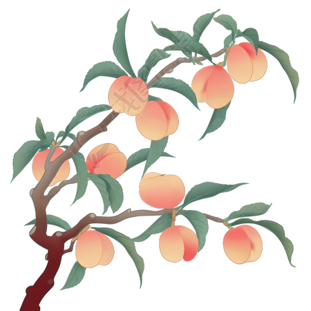 桃子桃枝插画