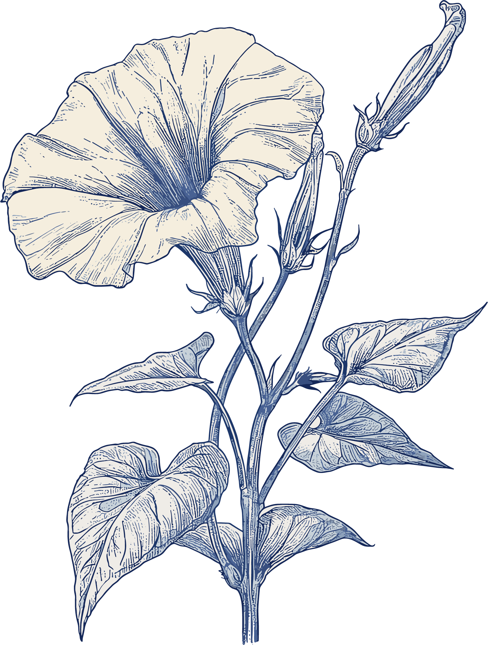 牵牛花素描插画元素