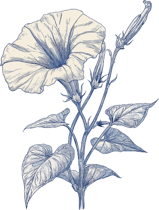 牵牛花素描插画元素