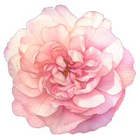 花朵彩铅素材