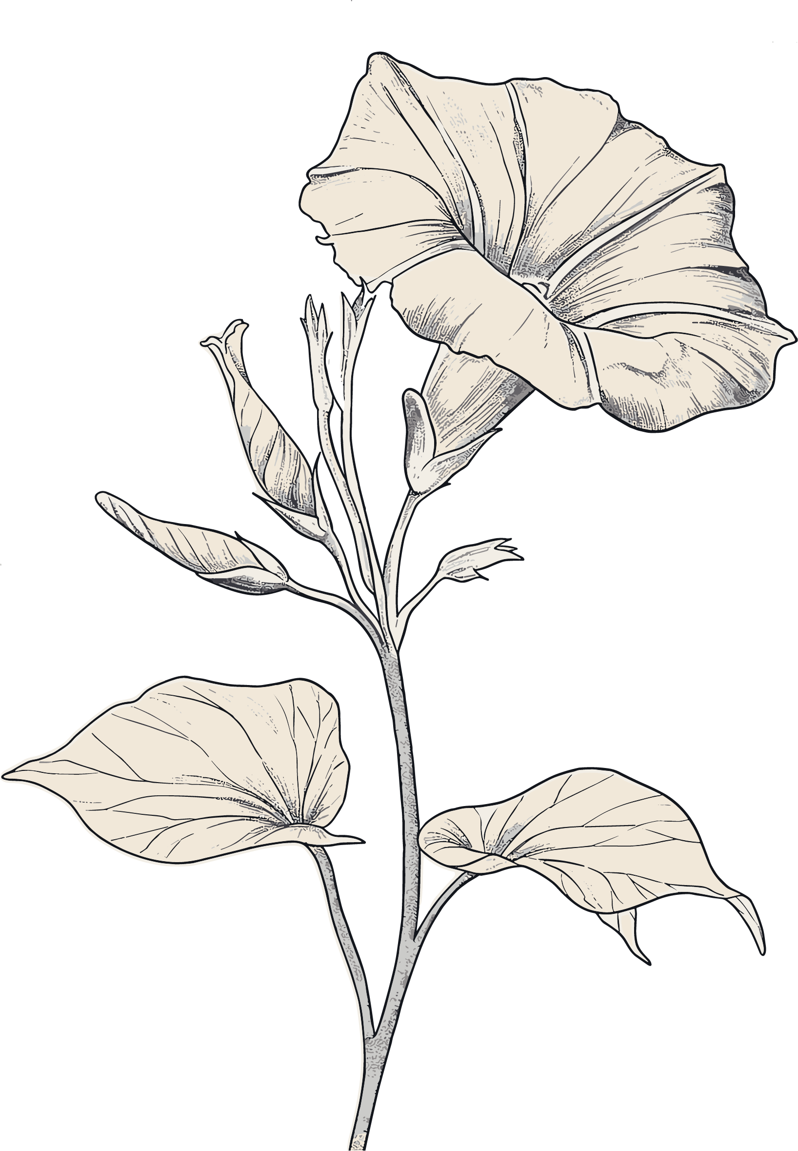 牵牛花素描矢量插画