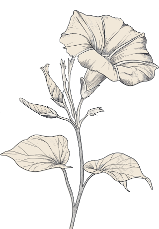 牵牛花素描矢量插画
