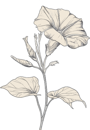牵牛花素描矢量插画