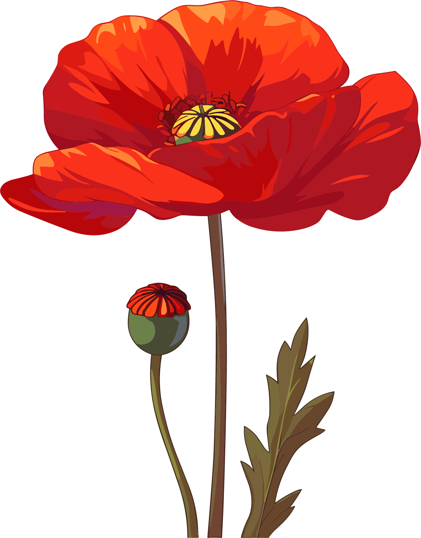禁毒罂粟花红色插图