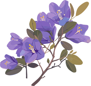 紫荆花高清水彩插图