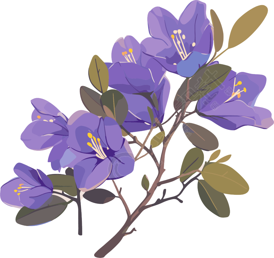 紫荆花高清水彩插图