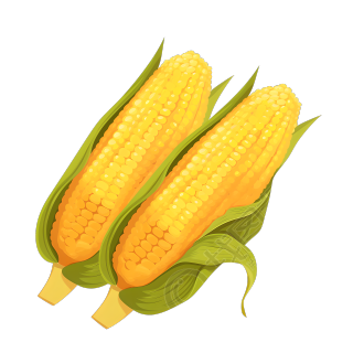 黄色玉米插图