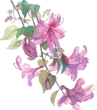 紫荆花高清素材