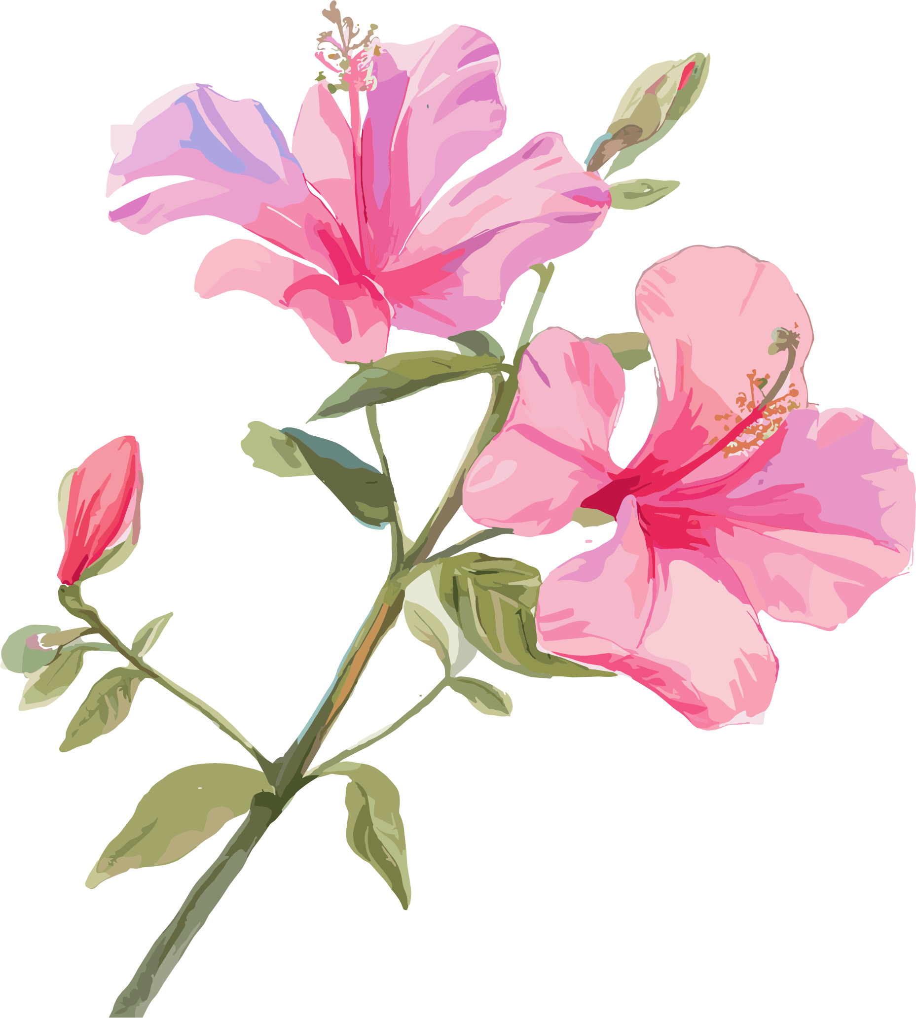 紫荆花插画设计素材