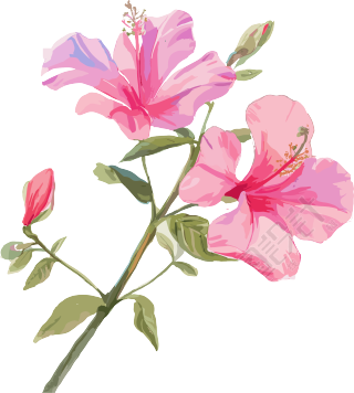 紫荆花插画设计素材