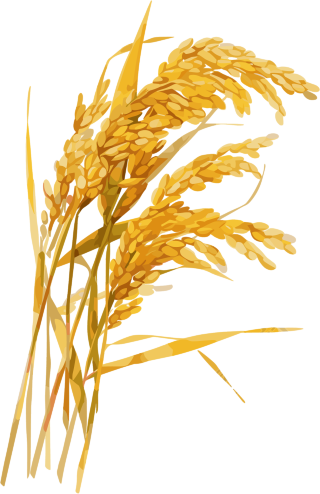 水稻丰收插画