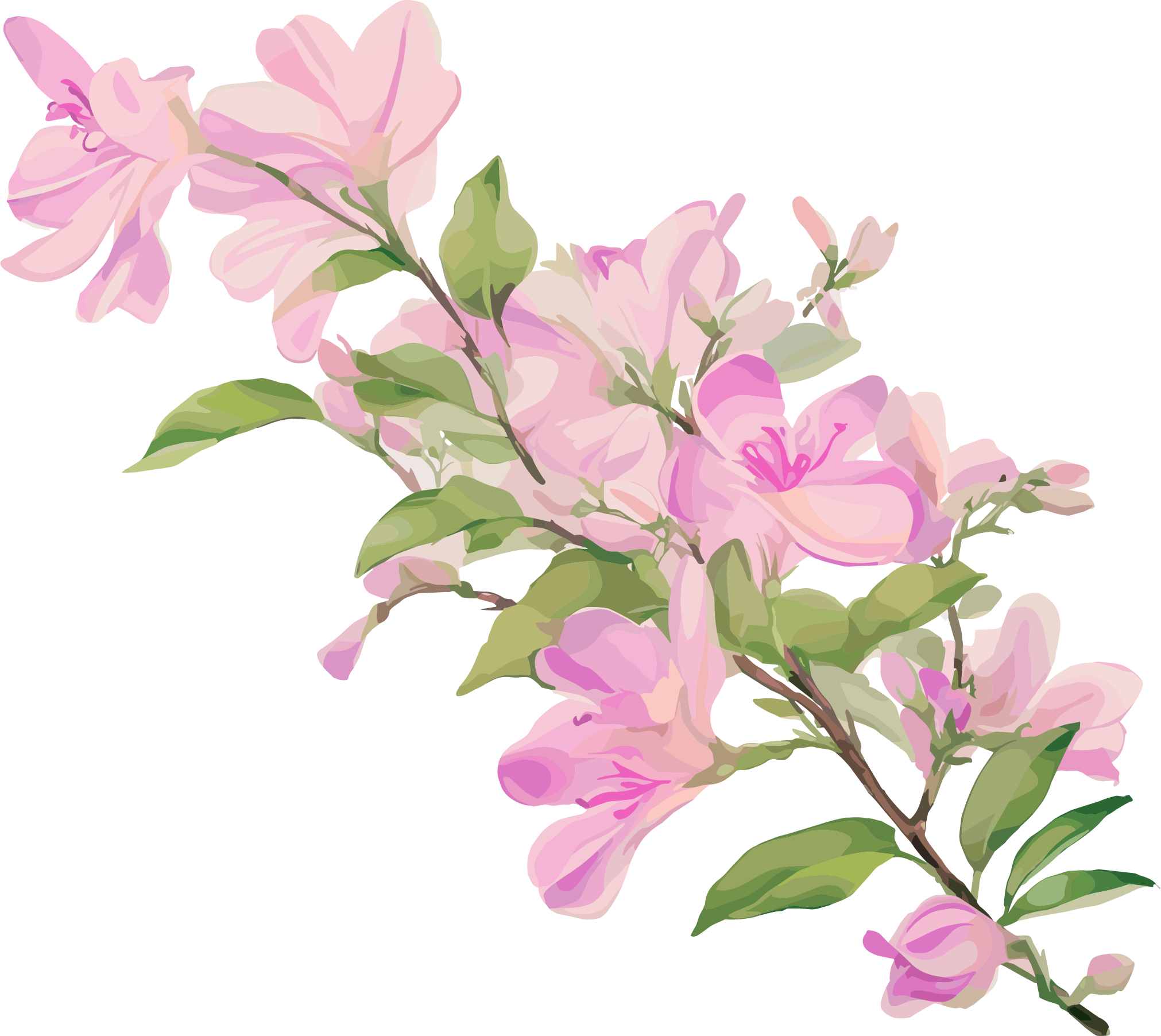 紫荆花PNG插画