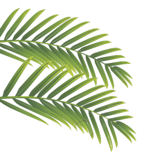椰子树叶夏日清新元素